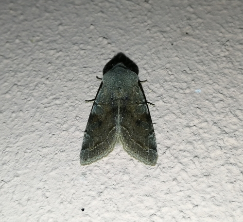 mora jarná (Orthosia incerta)