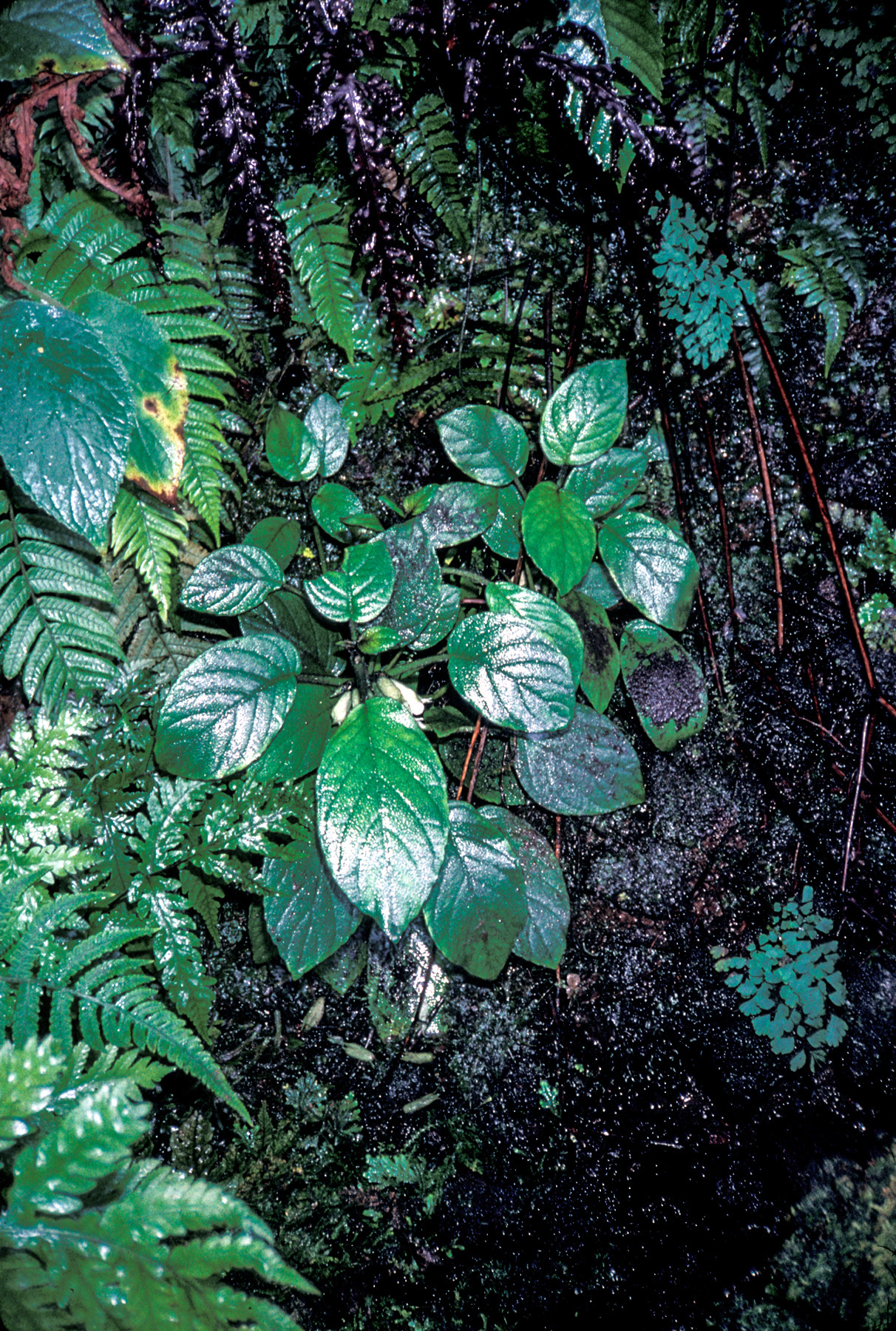 Cyrtandra oenobarba