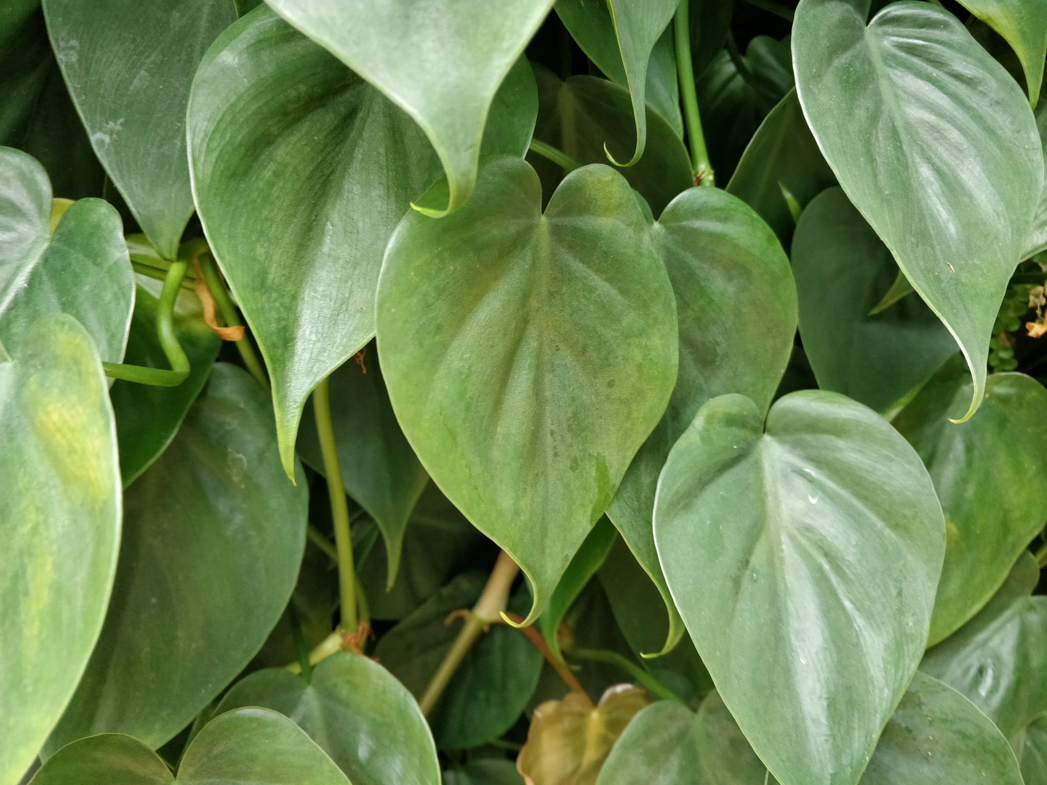 heart-leaf philodendron (Philodendron hederaceum)  iNaturalist