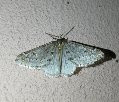 piadivka marcová (Alsophila aescularia)