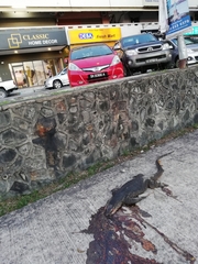 Varanus salvator macromaculatus