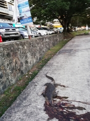 Varanus salvator macromaculatus