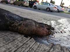 Varanus salvator macromaculatus