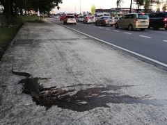 Varanus salvator macromaculatus