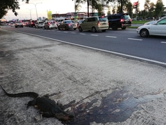 Varanus salvator macromaculatus