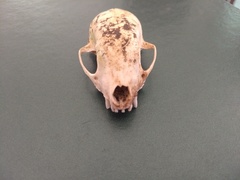 Mephitidae
