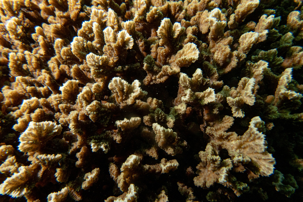 Crispy Crust Coral
