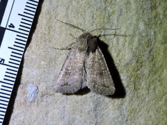 Eucoptocnemis fimbriaris
