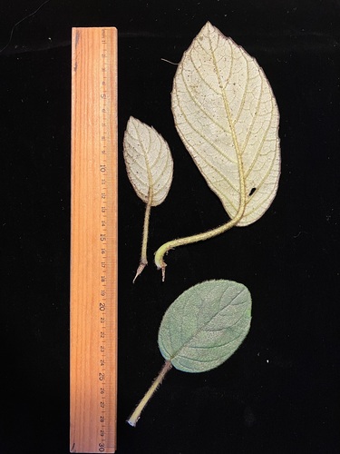 Cyrtandra oenobarba observed 2022-09-09