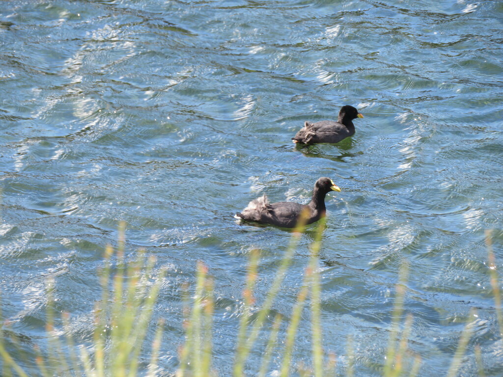 Red-gartered Coot from Los Lagos Department, Neuquen, Argentina on ...