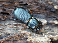 Odontotaenius disjunctus