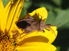 Piezogaster calcarator