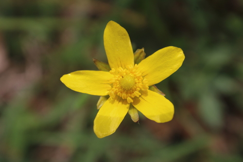 early buttercup (Ranunculus fascicularis)