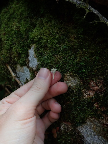 Image of Utricularia jamesoniana by (c) Nolan Exe, some rights reserved (CC BY)