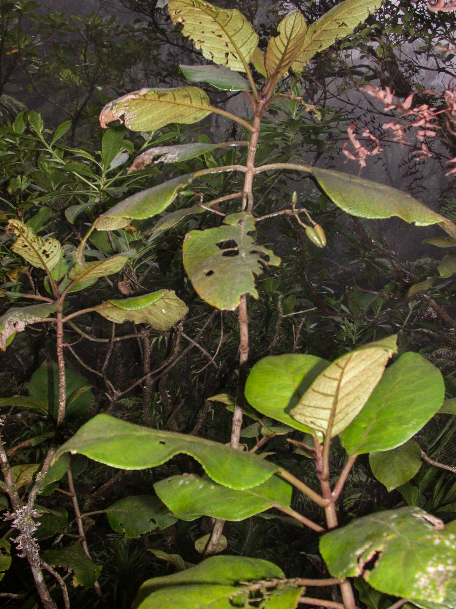 Cyrtandra ootensis