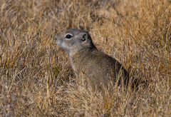 Belding's Ground Squirrel photo 4