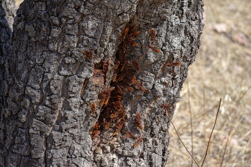 Neotropical Red Paper Wasp photo 5