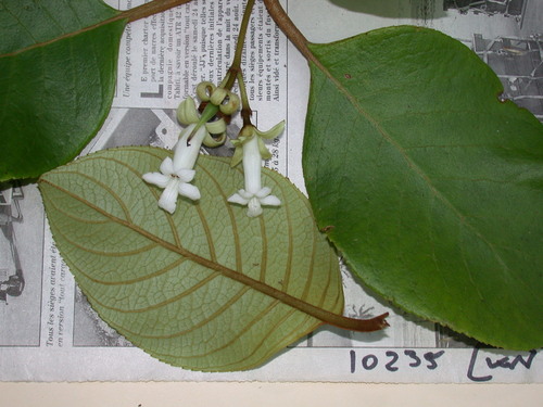 Cyrtandra ootensis observed 2003-06-27