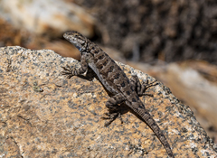 Sceloporus occidentalis taylori