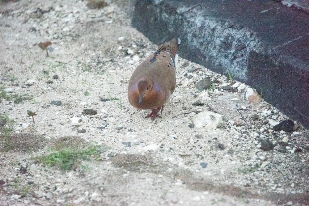 Zenaida Dove from SainteAnne, Le Marin, Martinique on February 15