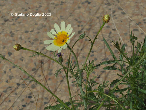 Glebionis coronaria image