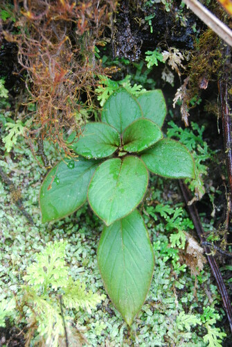 Cyrtandra paliku, 2010-07-08