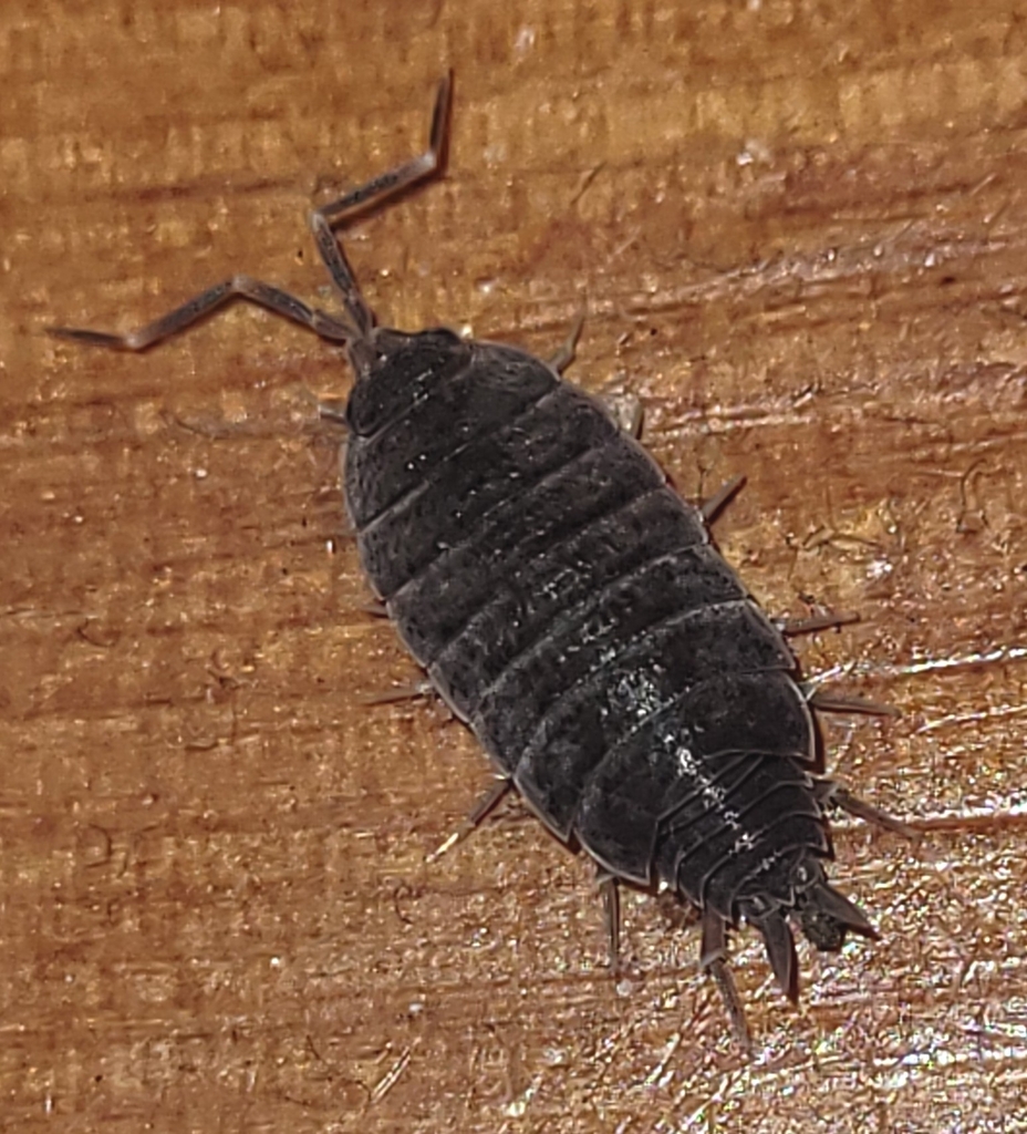 Powder Blue Isopod from Annapolis, MD, USA on March 10, 2023 at 0346