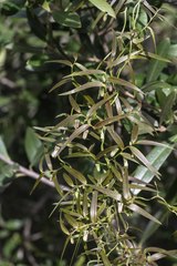 Asparagus volubilis