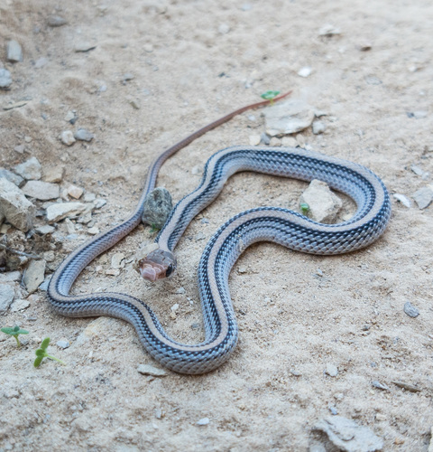 Big Bend Patch-nosed Snake