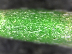 Leobordea digitata