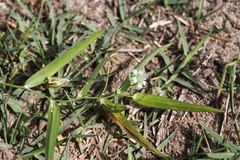 Asparagus volubilis