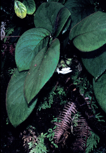 Cyrtandra paliku, 2004-04-12