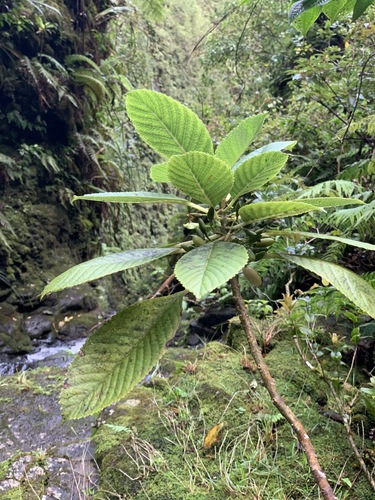 Cyrtandra paludosa var. microcarpa