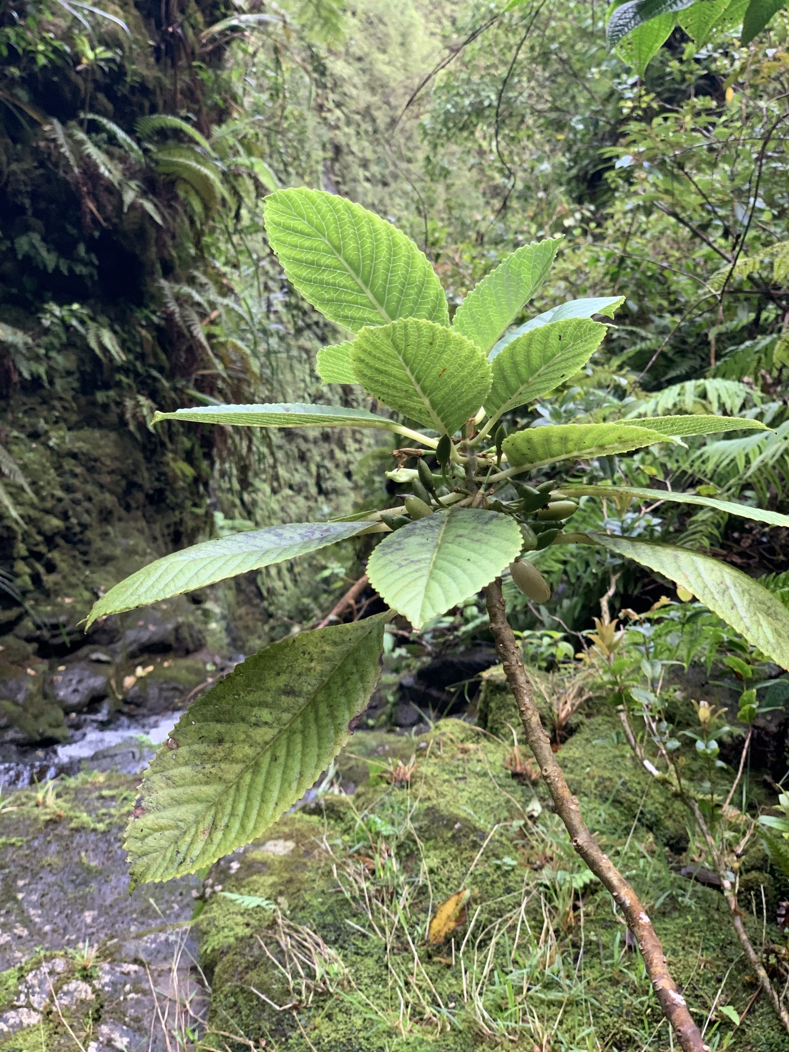 Cyrtandra paludosa var. microcarpa
