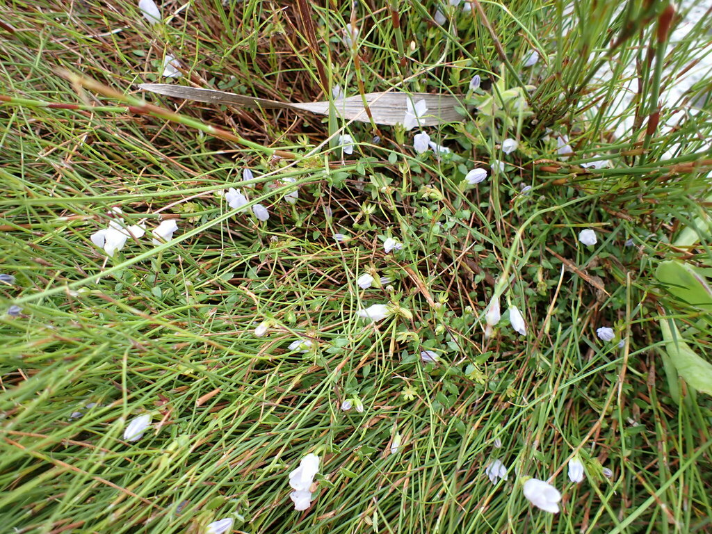 Prismatocarpus lasiophyllus
