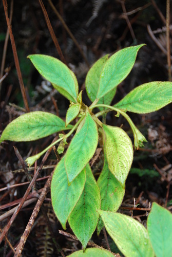 Pickering's cyrtandra (Cyrtandra pickeringii)