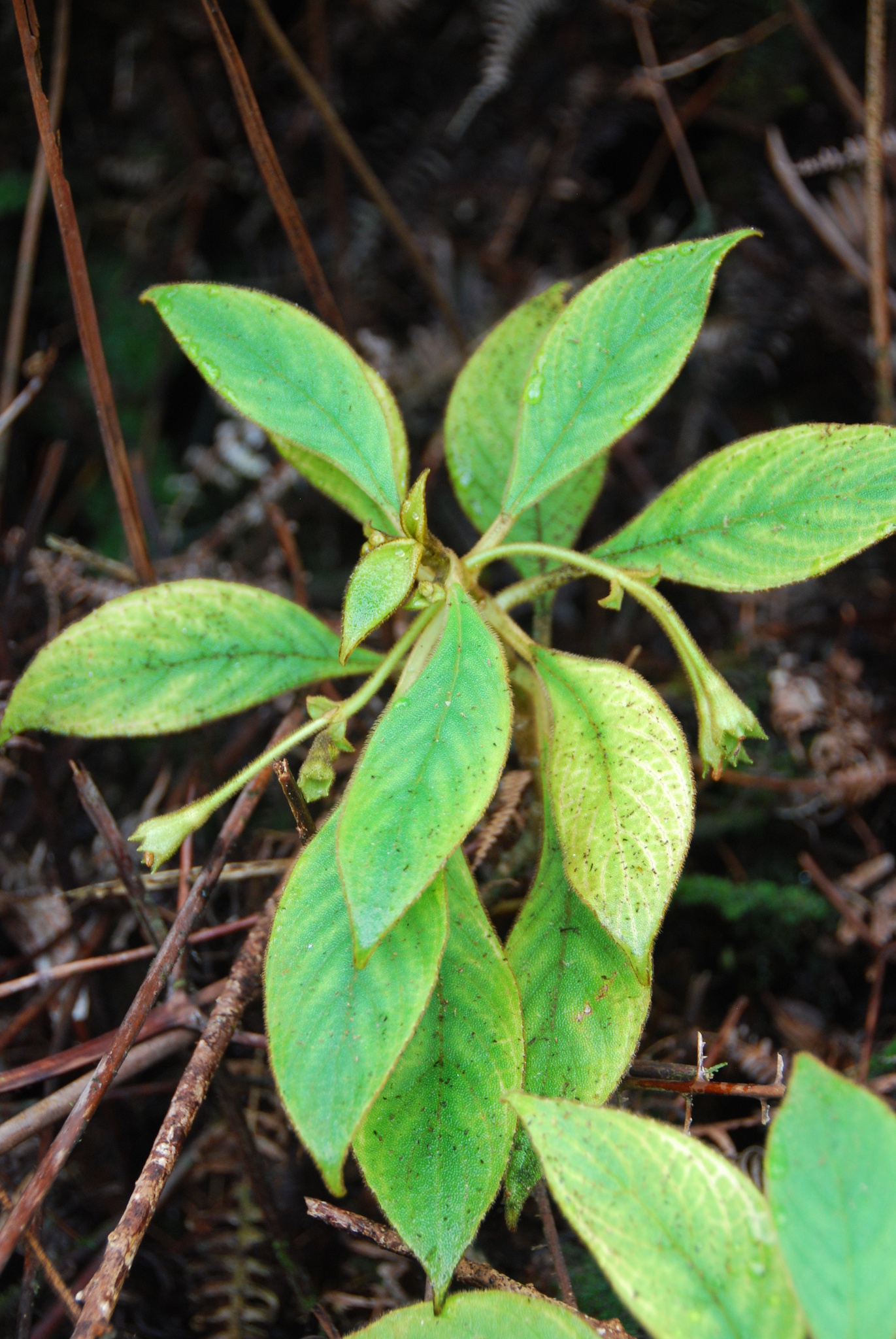 Cyrtandra pickeringii