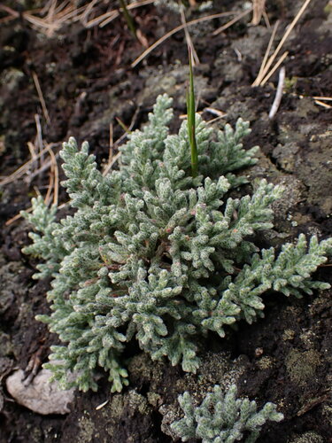 Brunia bullata (Brunia bullata)
