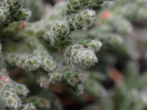 Image of Brunia bullata by (c) Ren Hoekstra, some rights reserved (CC BY)