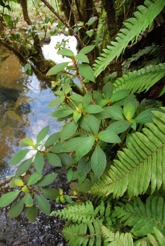 Cyrtandra pickeringii observed 2014-02-20