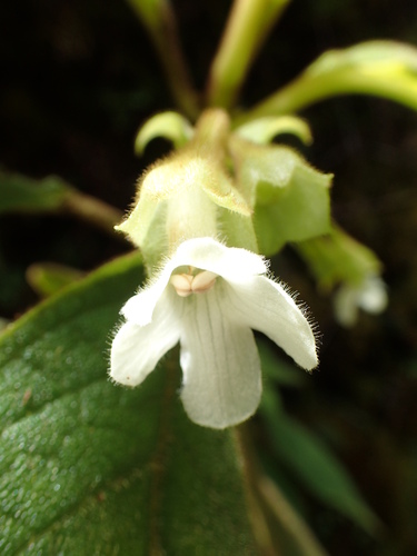 Cyrtandra pickeringii observed 2018-10-02