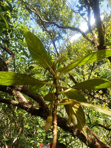Cyrtandra pickeringii observed 2019-04-04