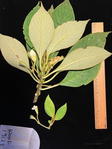 Cyrtandra pickeringii observed 2022-08-25