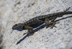 Sceloporus occidentalis taylori