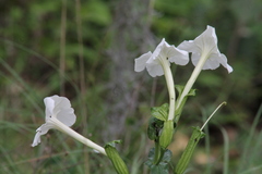 Escobedia grandiflora