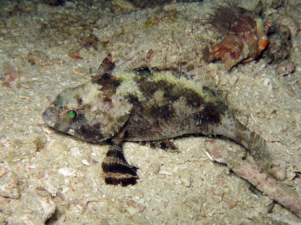 False Scorpion-Fish
