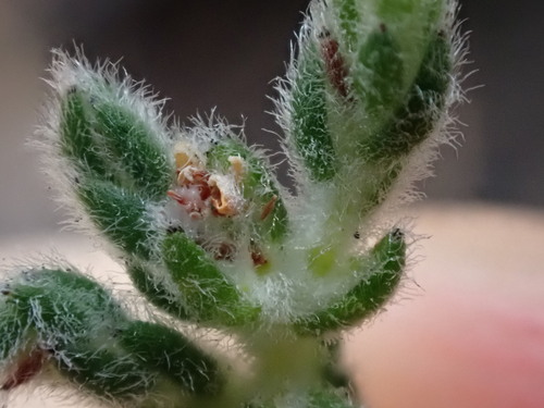Image of Brunia bullata by (c) Ren Hoekstra, some rights reserved (CC BY)
