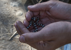 Lampropeltis zonata