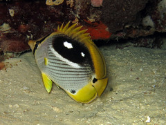 Blackbacked Butterflyfish photo 3