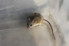 Peromyscus eremicus eremicus